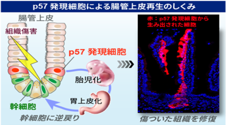 腸管細胞機能実験法 (生物化学実験法) 腸管細胞機能実験法 (生物化学実験法): 9784762230455: Books